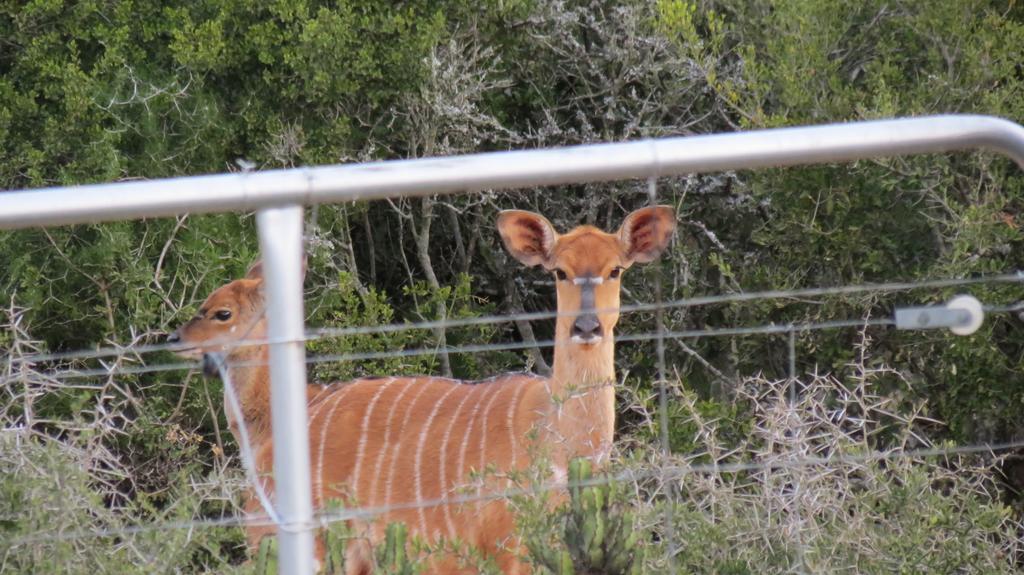 Kudu Ridge Game Lodge อัดโด ภายนอก รูปภาพ