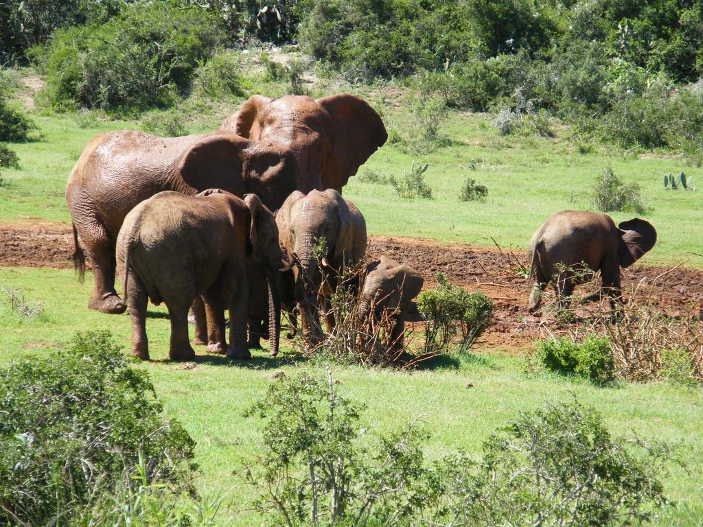 Kudu Ridge Game Lodge อัดโด ภายนอก รูปภาพ