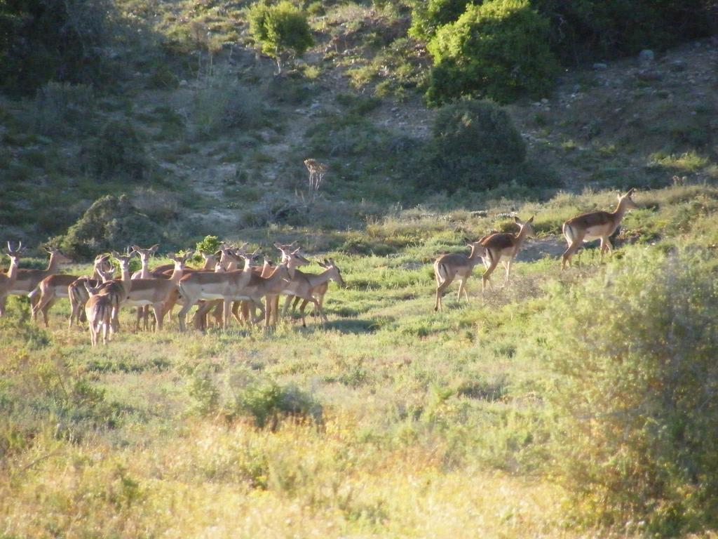 Kudu Ridge Game Lodge อัดโด ภายนอก รูปภาพ