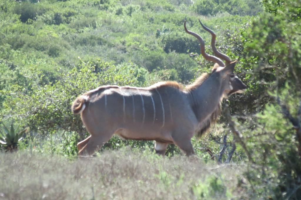 Kudu Ridge Game Lodge อัดโด ภายนอก รูปภาพ