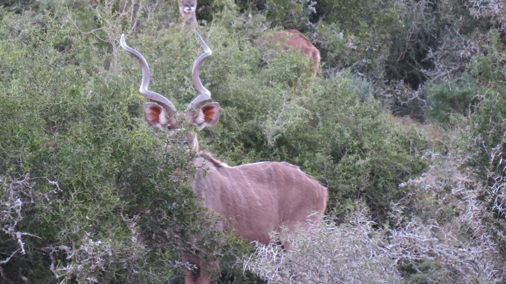 Kudu Ridge Game Lodge อัดโด ภายนอก รูปภาพ