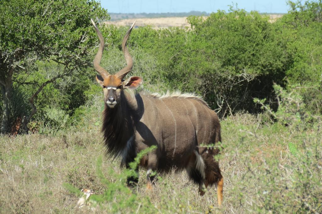 Kudu Ridge Game Lodge อัดโด ภายนอก รูปภาพ