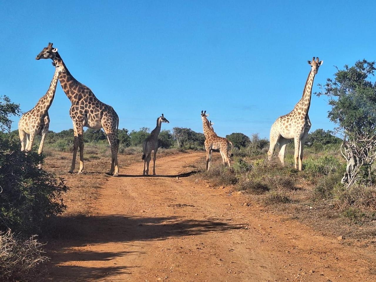 Kudu Ridge Game Lodge อัดโด ภายนอก รูปภาพ