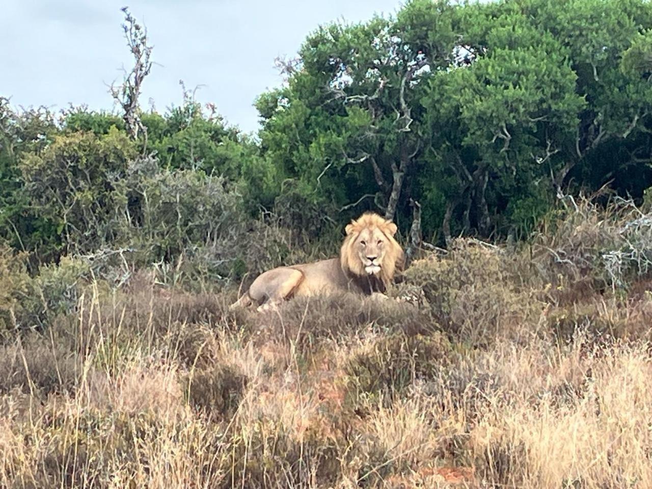 Kudu Ridge Game Lodge อัดโด ภายนอก รูปภาพ