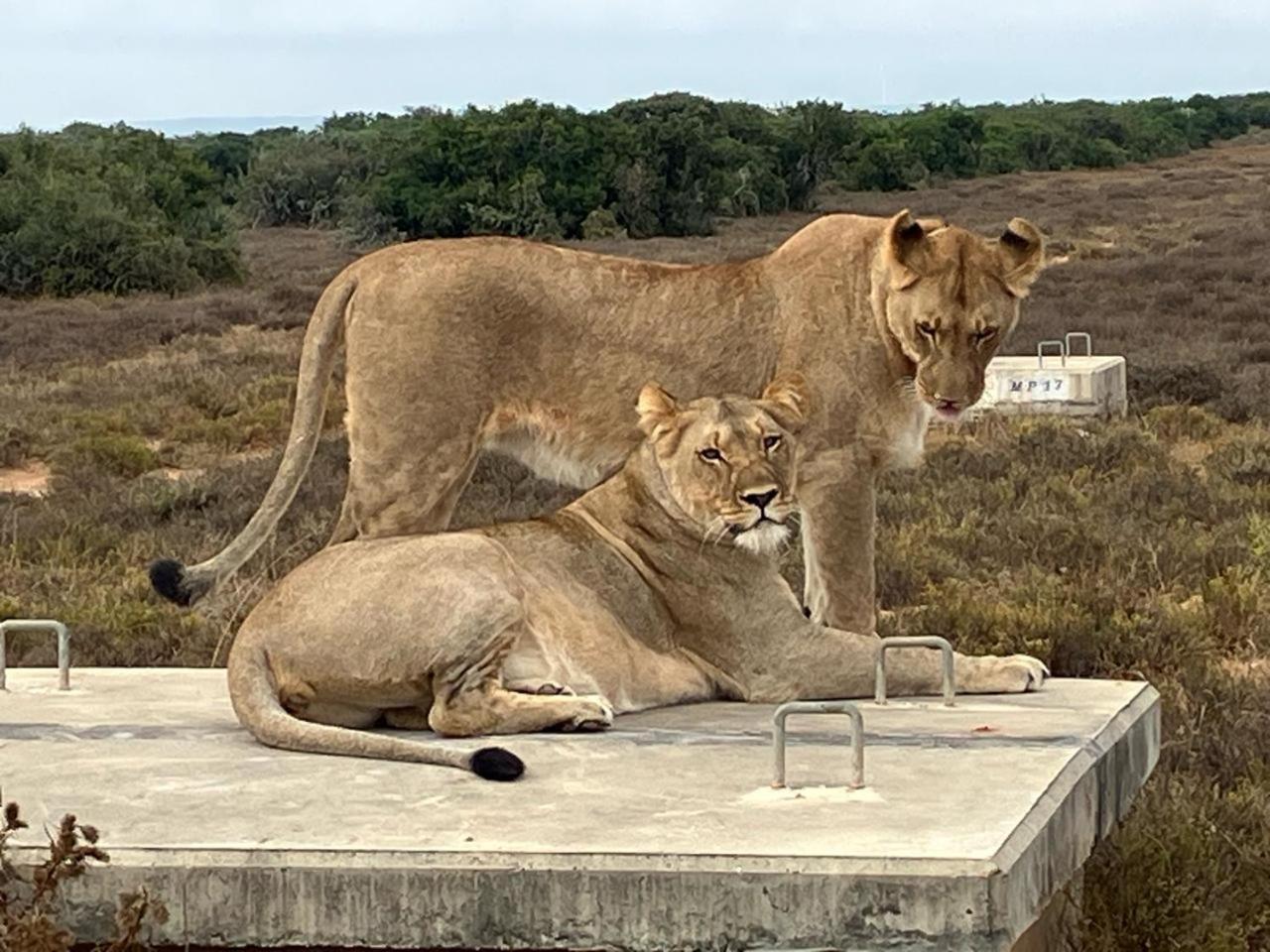 Kudu Ridge Game Lodge อัดโด ภายนอก รูปภาพ