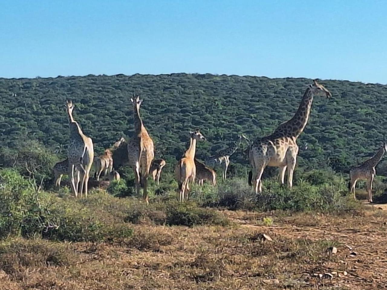 Kudu Ridge Game Lodge อัดโด ภายนอก รูปภาพ