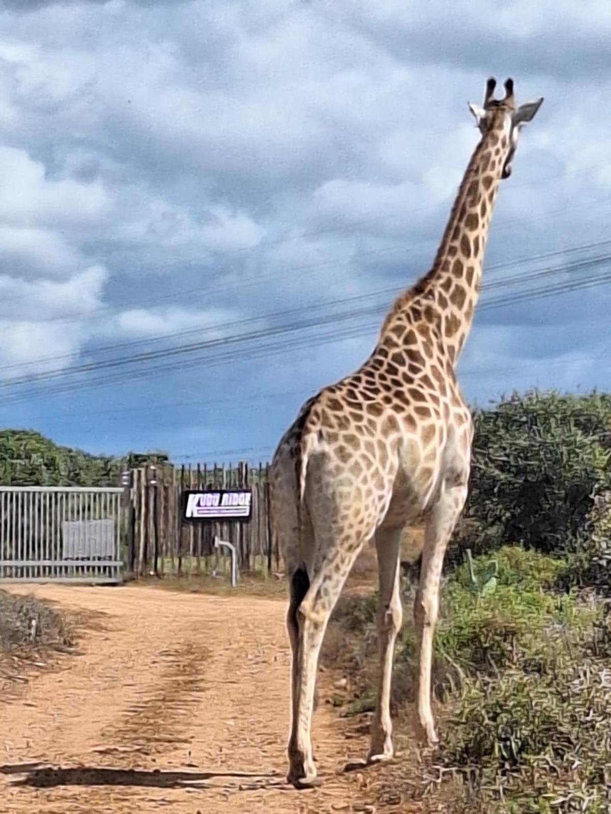 Kudu Ridge Game Lodge อัดโด ภายนอก รูปภาพ