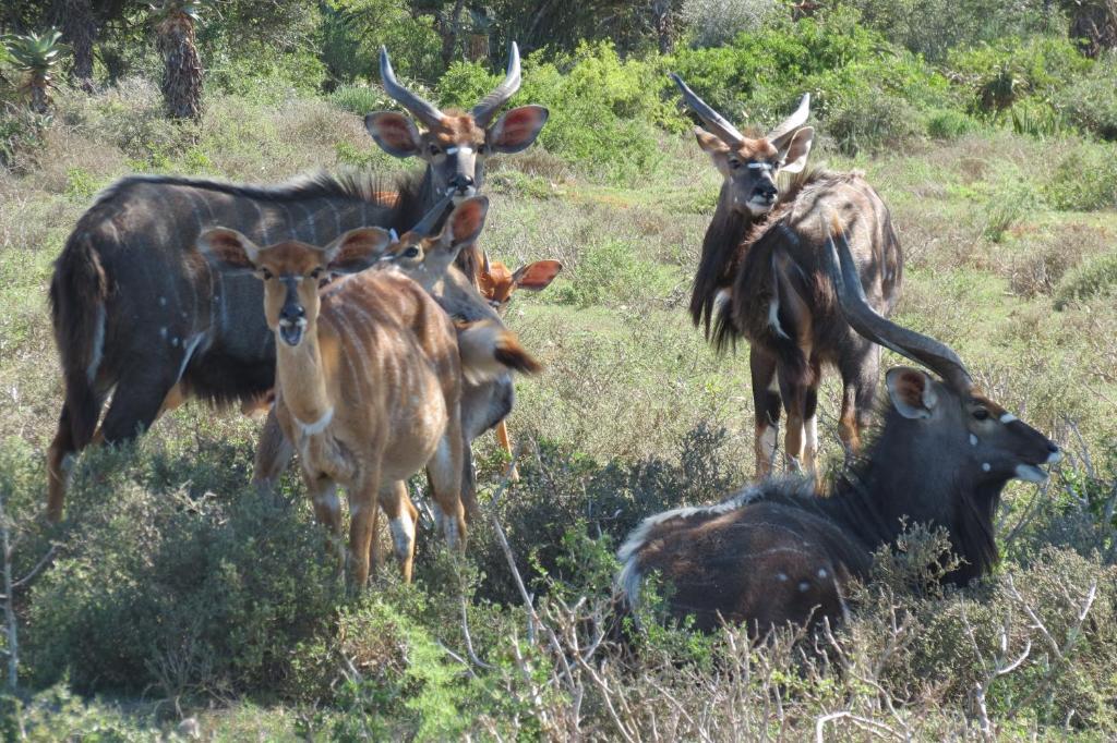 Kudu Ridge Game Lodge อัดโด ภายนอก รูปภาพ