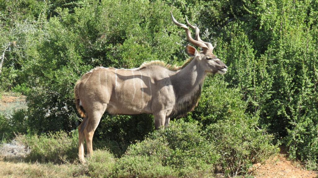 Kudu Ridge Game Lodge อัดโด ภายนอก รูปภาพ