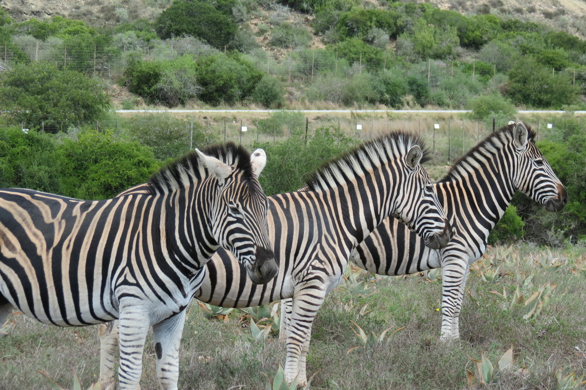 Kudu Ridge Game Lodge อัดโด ภายนอก รูปภาพ